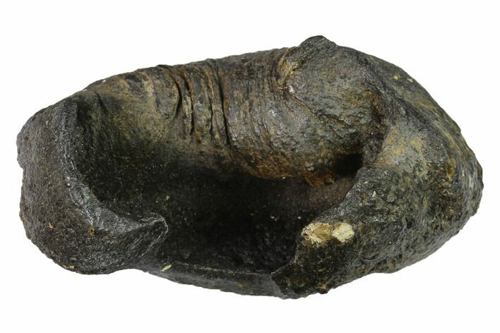 Fossil Whale Ear Bone - Miocene #144906